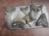megalodon-tooth-lot-dark-water-megs (1)